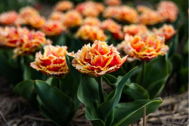 Tulipan 'Brisbane'